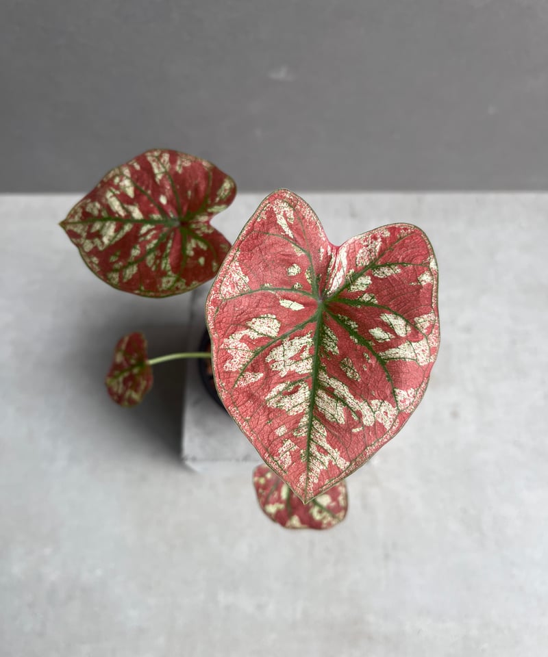 カラジューム ハイブリッド “レッド インパルス” 「Caladium Hybrid
