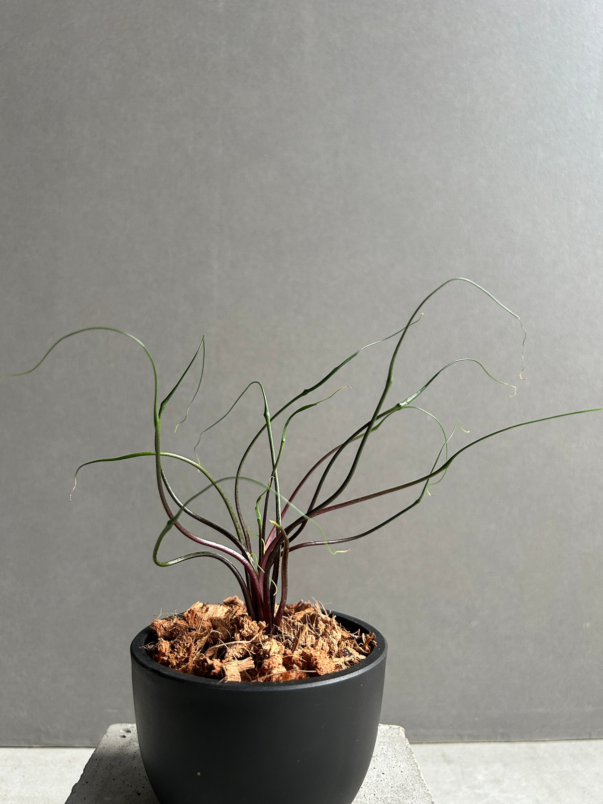 アロカシア プランバエ 'フライングスクイード' 「Alocasia plumbae