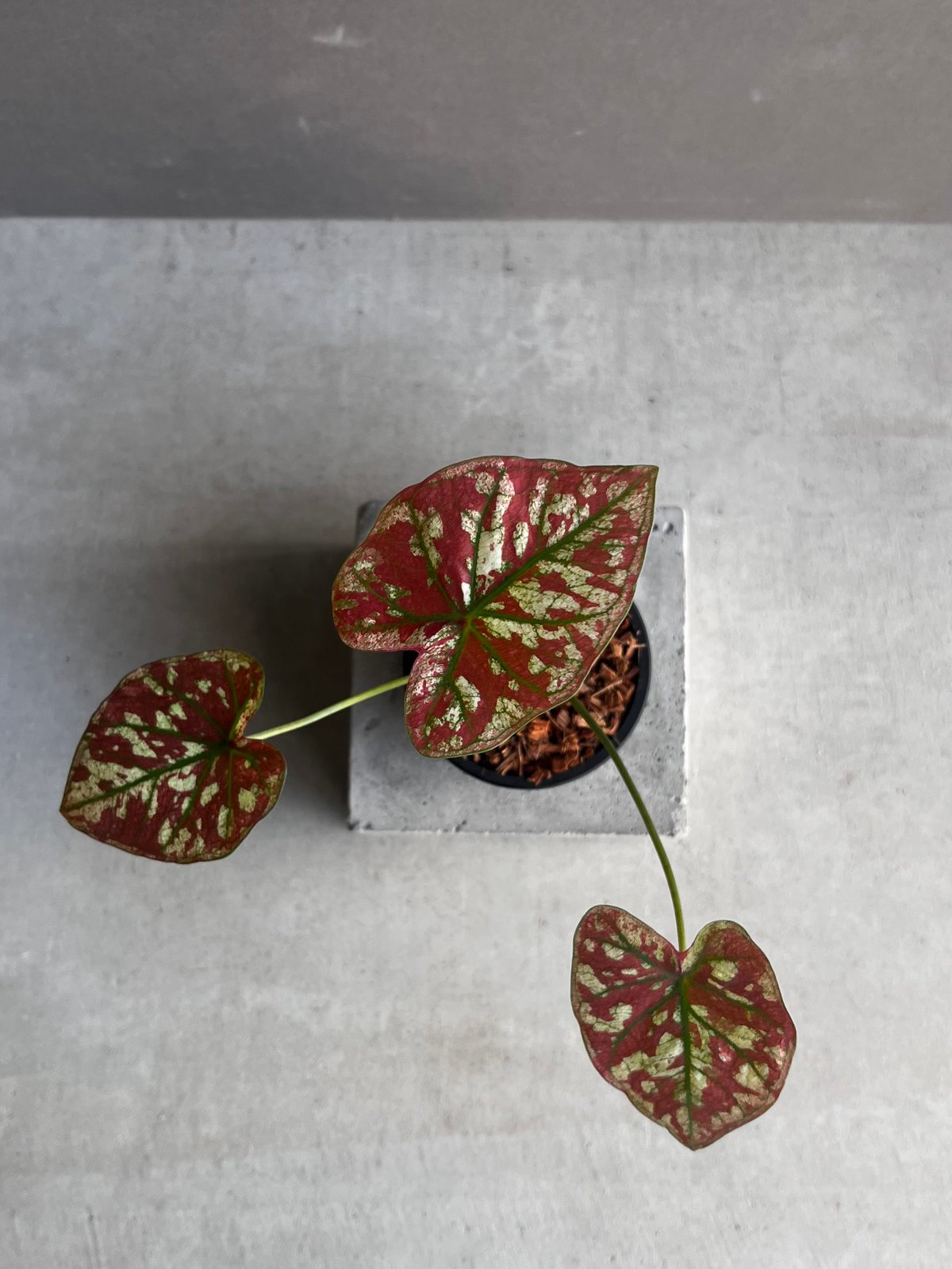 カラジューム ハイブリッド “レッド インパルス” 「Caladium Hybrid