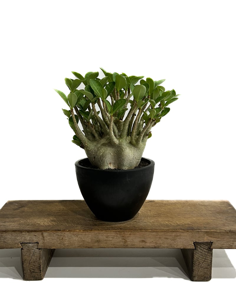 アデニウム アラビカム ドワーフ タイプ「Adenium arabicum dwarf ty
