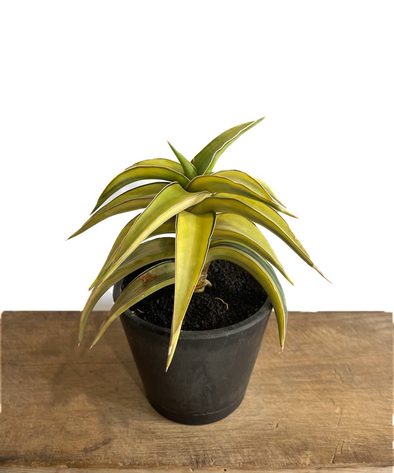 サンセベリア lav.23251 ハイパー斑入り「Sansevieria lav. 23251 サンセベリア lav.23251 ハイパー斑入り「Sansevieria lav. 23251