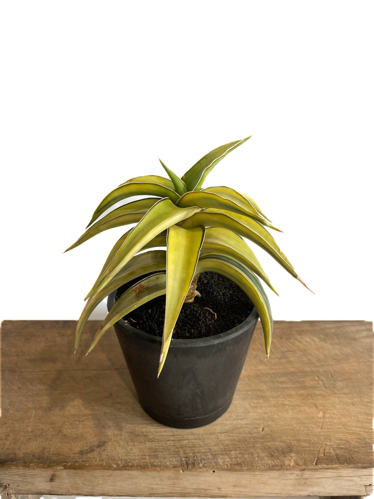 サンスベリア　ラブラノス23251 ハイパー　　イエローワンダー　希少 サンスベリア ラブラノス23251 ハイパー イエローワンダー 希少