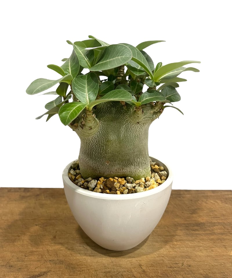 アデニウム アラビカム スーパー ドワーフ タイプ 「Adenium arabicum