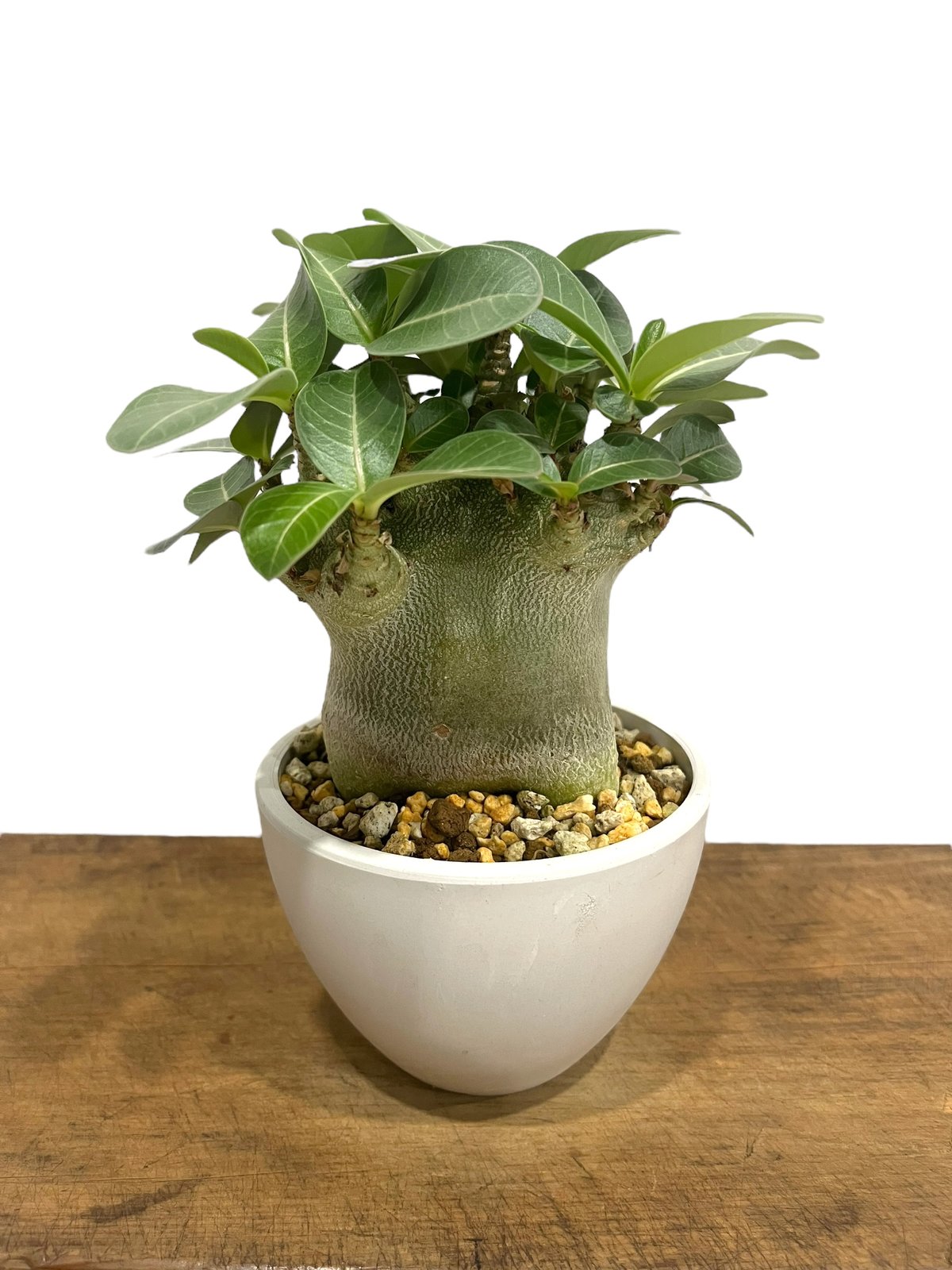 アデニウム アラビカム スーパー ドワーフ タイプ 「Adenium arabicum