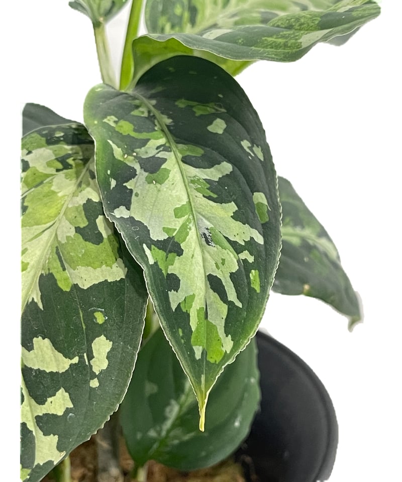 アグラオネマ ピクタム トリカラー「Aglaonema pictum tricolor