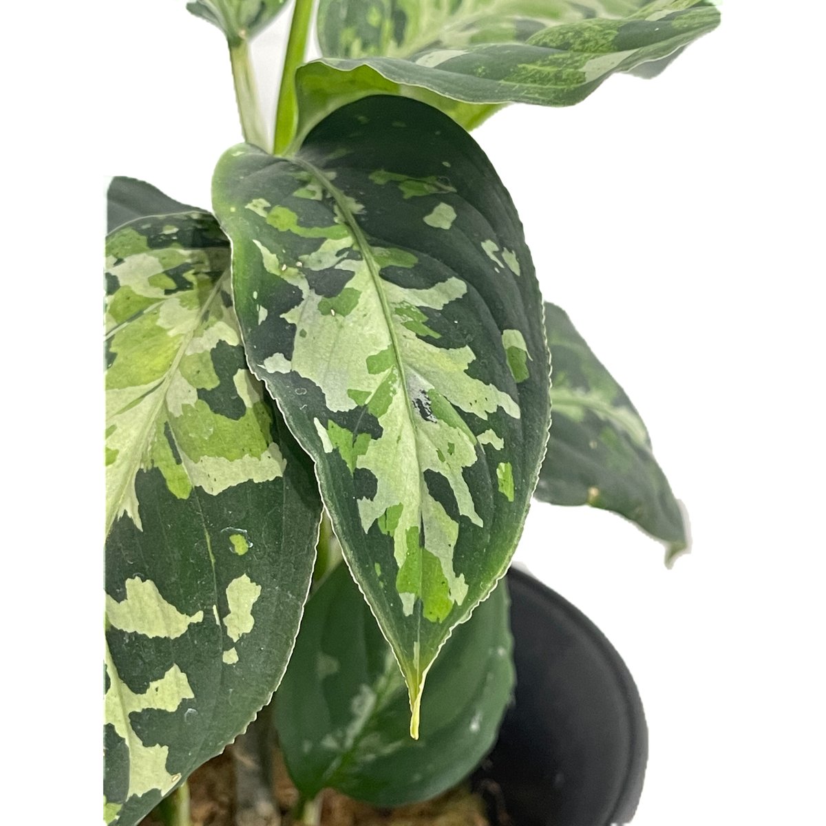 Aglaonema pictum tricolor Sumatera @bikamori.com アグラオネマ