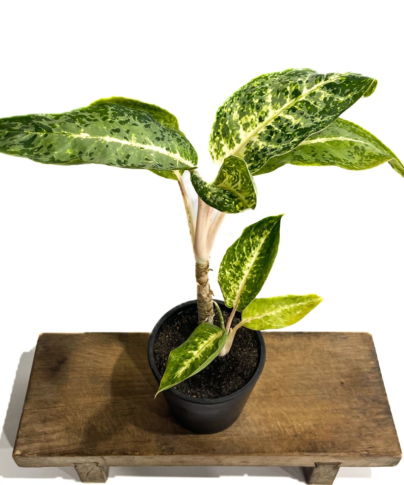 アグラオネマ バンコク ハイブリッド “変異種”「Aglaonema アグラオネマ バンコク ハイブリッド “変異種”「Aglaonema