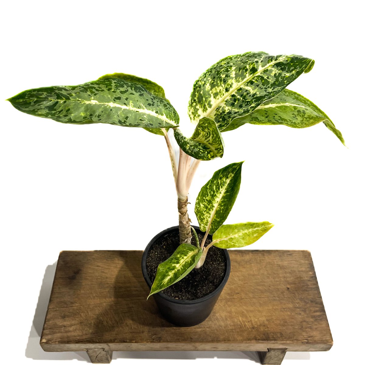 アグラオネマ バンコク ハイブリッド “変異種”「Aglaonema
