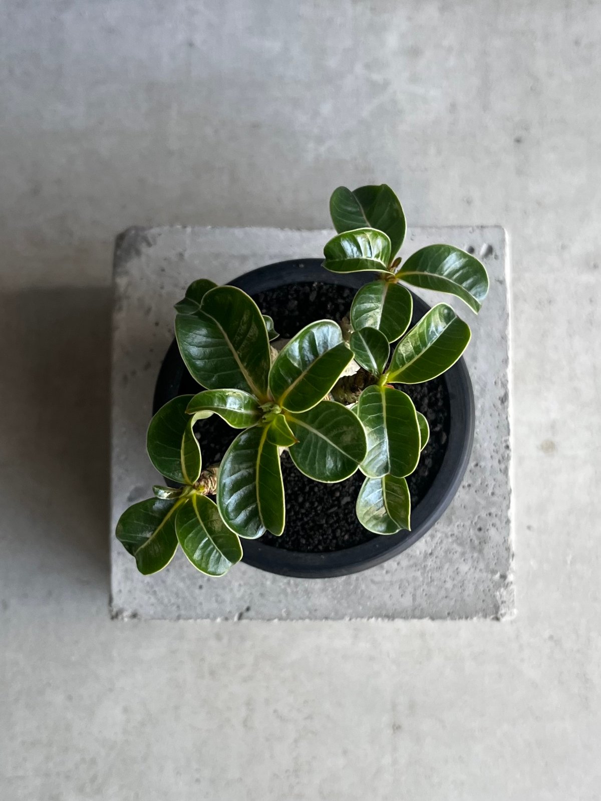 アデニウム D.H.A (獅子葉) “選抜個体” 「Adenium D.H.A (Dorset アデニウム D.H.A (獅子葉) “選抜個体” 「Adenium D.H.A (Dorset