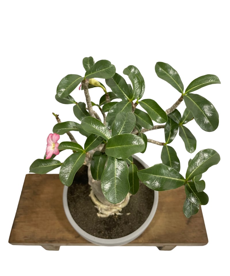 アデニウム アラビカム バオバブスタイル「Adenium arabicum
