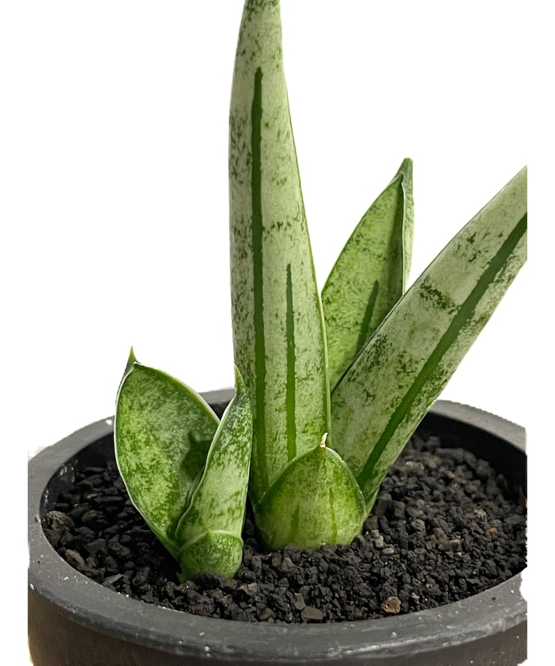 サンスベリア ジュピター Sansevieria Jupiter サンセベリア ジュピター「Sansevieria Jupiter」29E-1 | SHOUCH