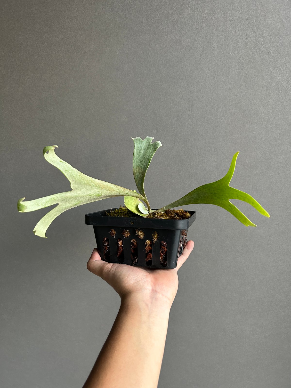 ビカクシダ P. willinckii cv.Sailor Mercury OC Yahoo!オークション