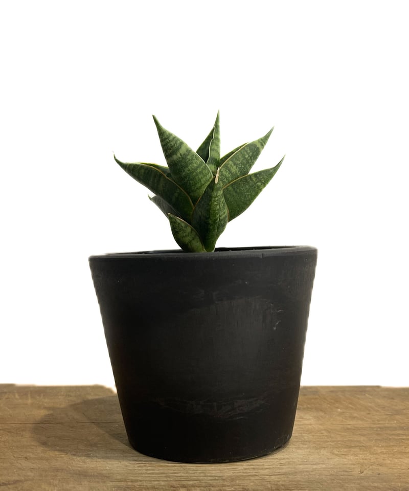 サンスベリア Sansevieria Sinus-simiorum A サンスベリア Sansevieria Sinus-simiorum A Sansevieria sp