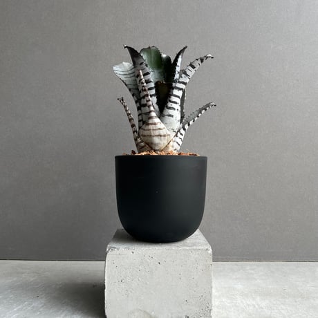 エクメア | STORES