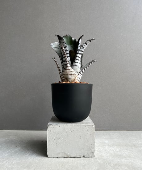 CATEGORY タンクブロメリア | SHOUCHIKUEN