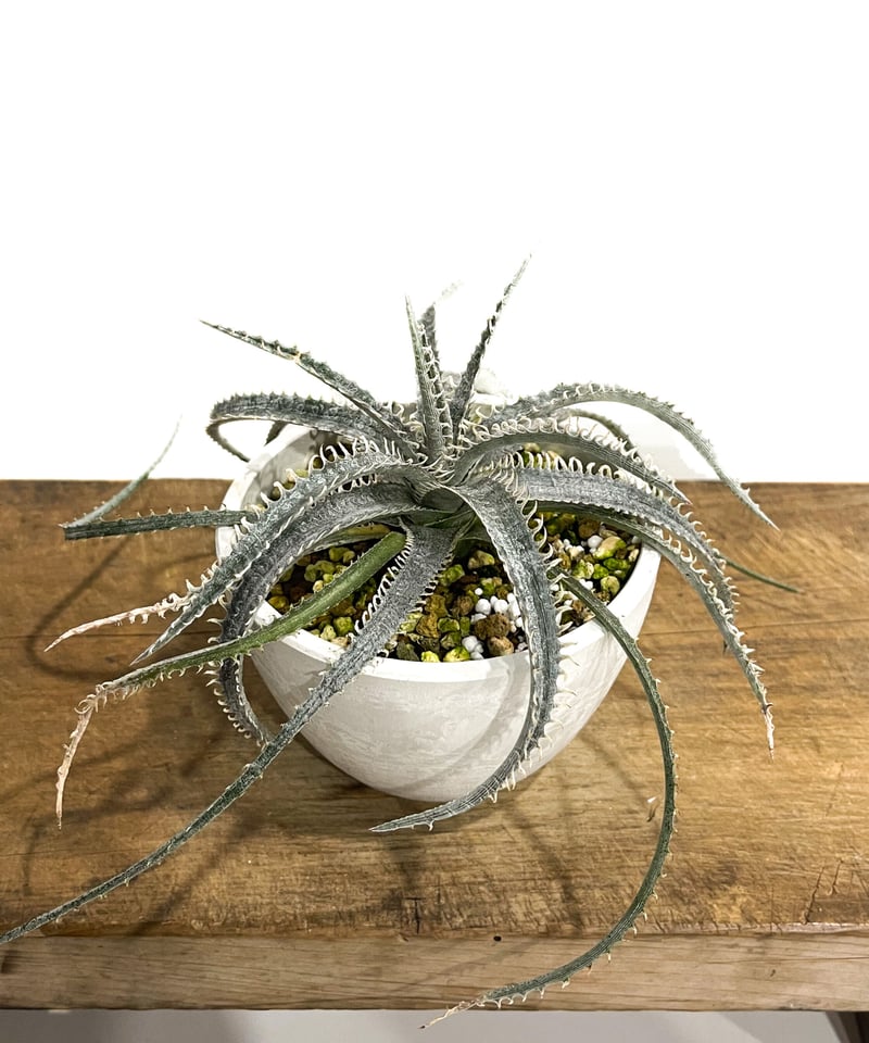 ディッキア ナガス「Dyckia Nagas」10E-2 | SHOUCHIKUEN
