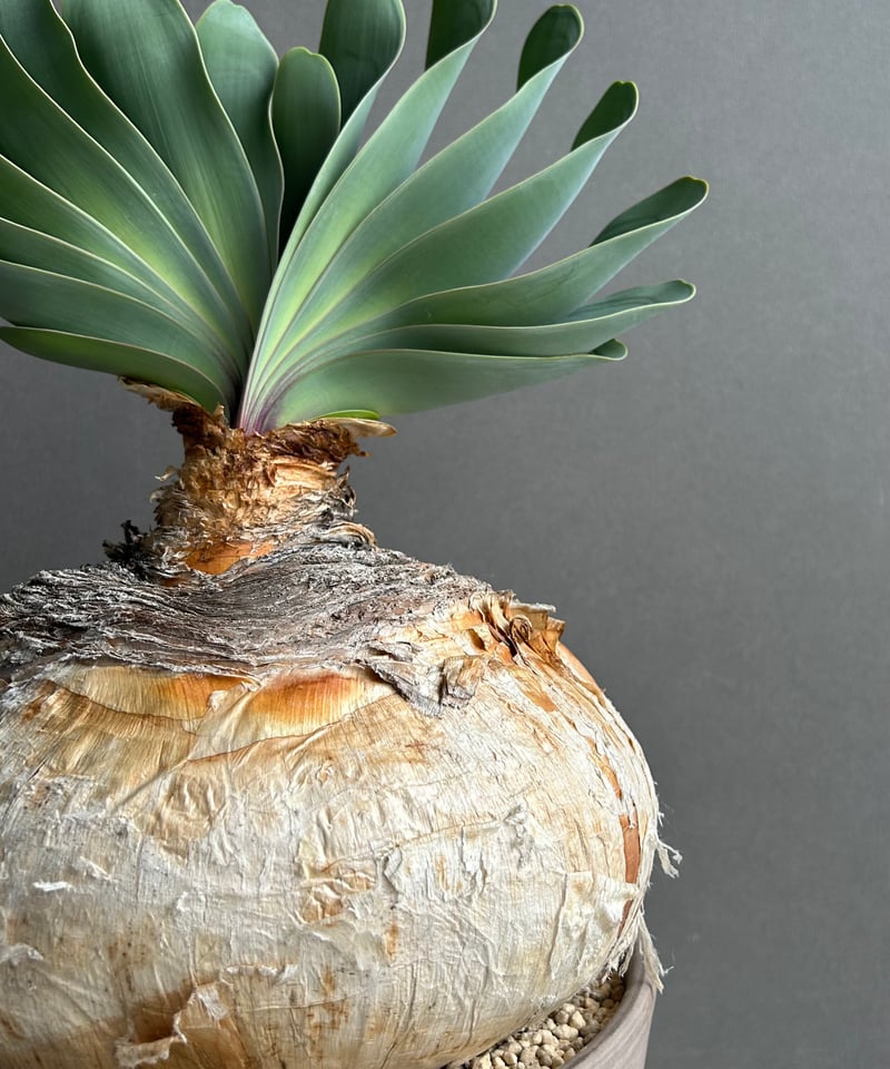 ブーファン ハエマンソイデス 「Boophane haemanthoides」5O | SHO