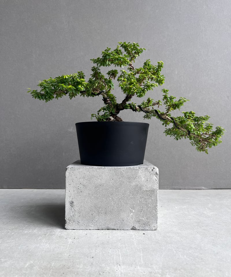 うち” 盆栽 「“UCHI” BONSAI 」65A | SHOUCHIKUEN
