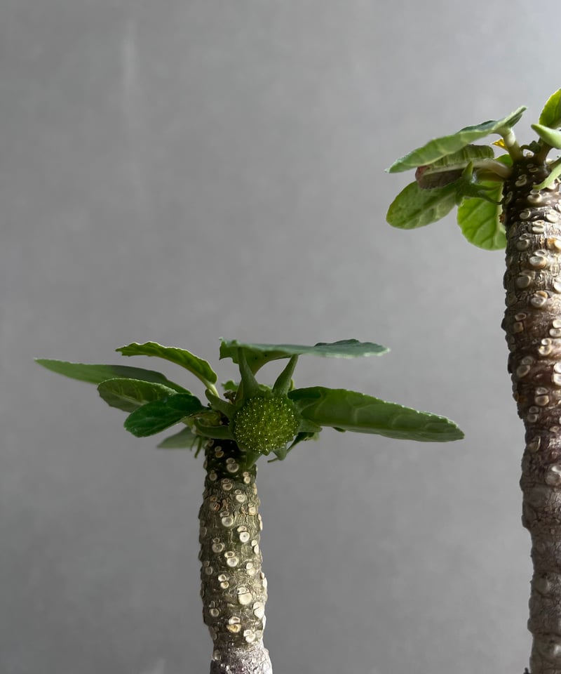 ドルステニア　フォエチダ　大株　多頭株 ドルステニア フォエチダ “多頭タイプ” 「Dorstenia foetida