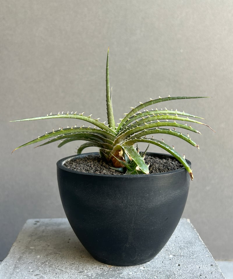 ディッキア スマイル (ドワーフ エステべシー ハイブリッド) 「Dyckia