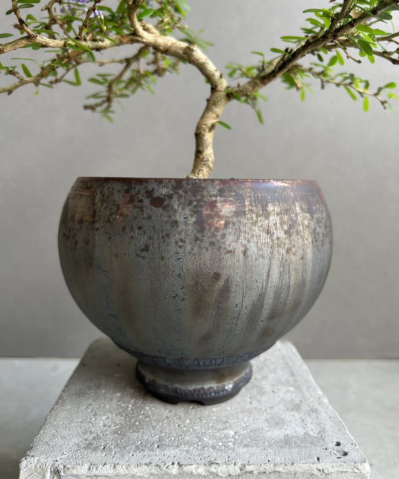 うち” 盆栽+ object by 1218 「“UCHI” BONSAI 」15I | S