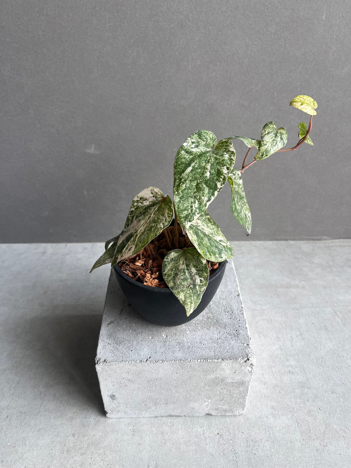 パイパー シルヴァティカム ピンク 斑入 「Piper sylvaticum pink var