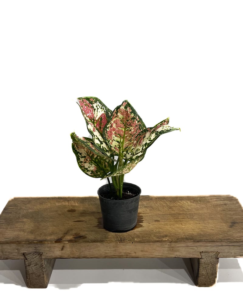 あられAglaonema“ANDAMAN” 芋 あられAglaonema“ANDAMAN” 芋 為あられ專屬的Aglaonema「ANDAMAN