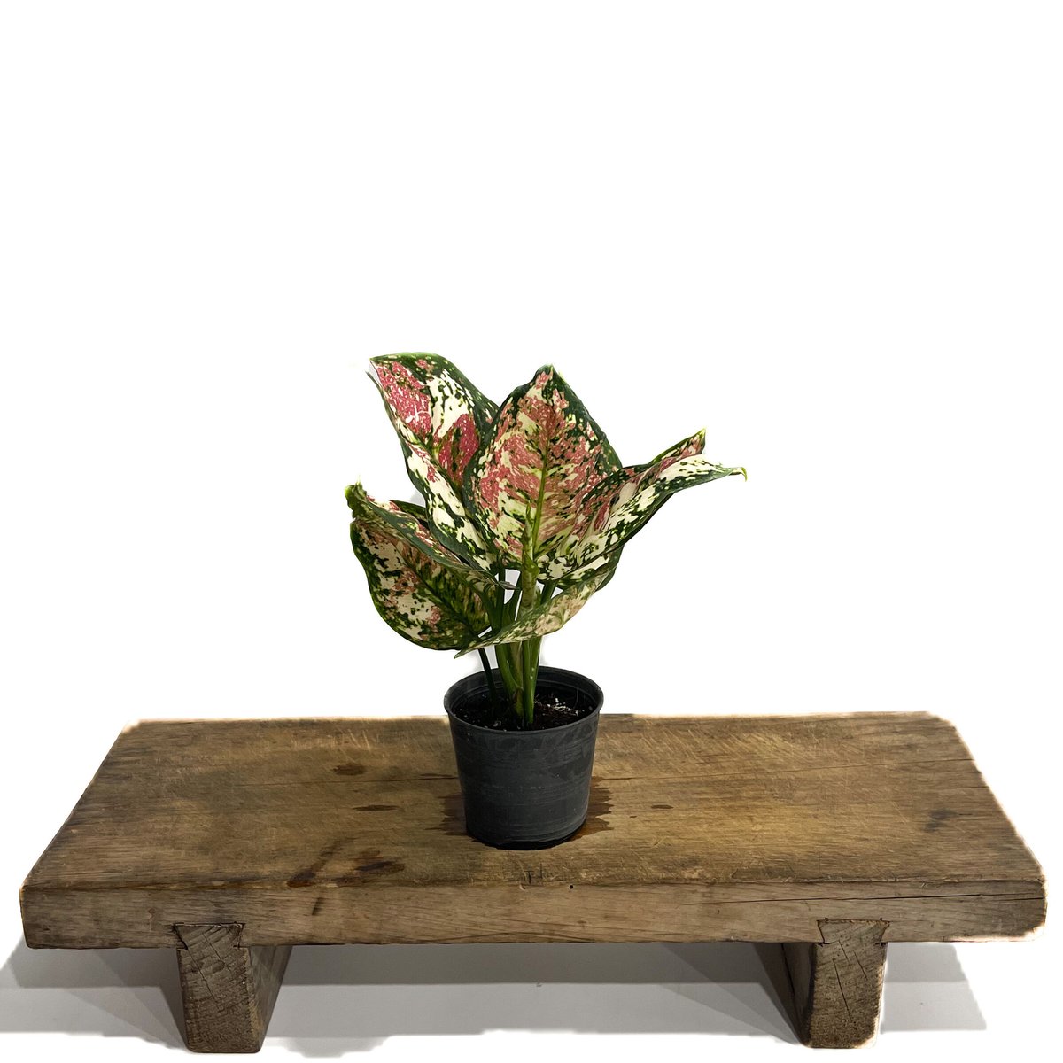 アグラオネマ アンヤマニー トリカラー「Aglaonema Unyamanee Tricolo