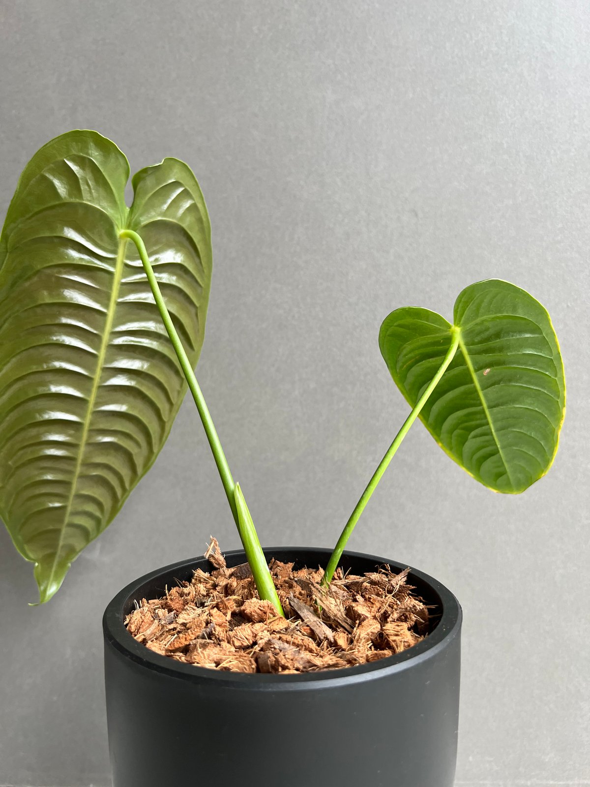 ② アンスリウム　ベイチー　Anthurium Veitchii アンスリウム ベイチー 「Anthurium veitchii」88C | SHOUCHIKUEN