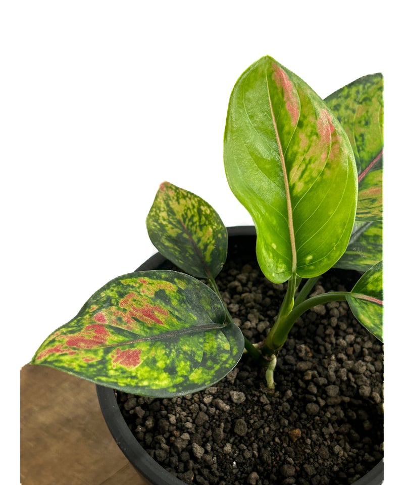 専用　アグラオネマ　A Aglaonema pictum 'Nix' Aceh, Sumatra, LA0712-00 最凶のバイカラー今