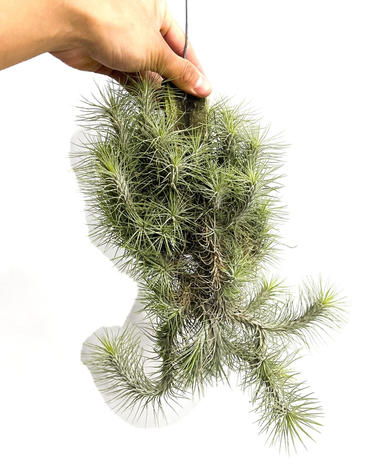 ティランジア フンキアナ クランプ ②「Tillandsia funckiana