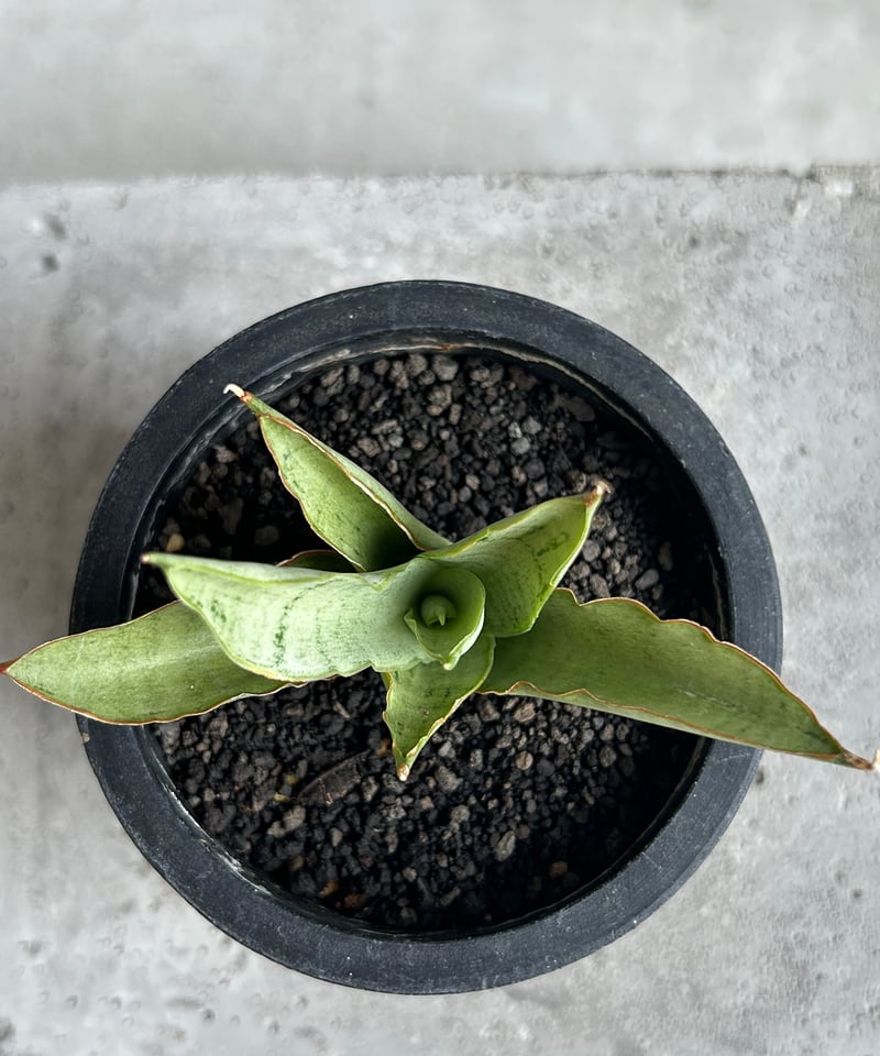 サンセベリア サイゴン 「Sansevieria Saigon (by Unyamanee