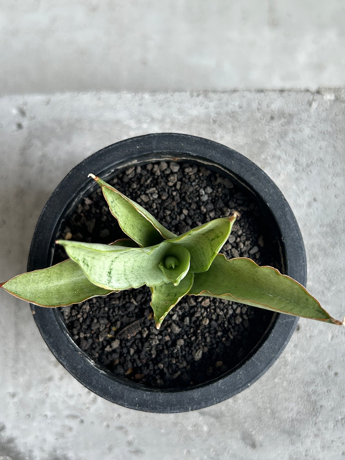 サンセベリア サイゴン 「Sansevieria Saigon (by Unyamanee