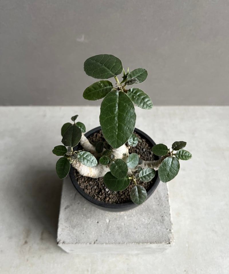 ドルステニア フォエチダ “多頭タイプ”「 Dorstenia foetida」50C | S
