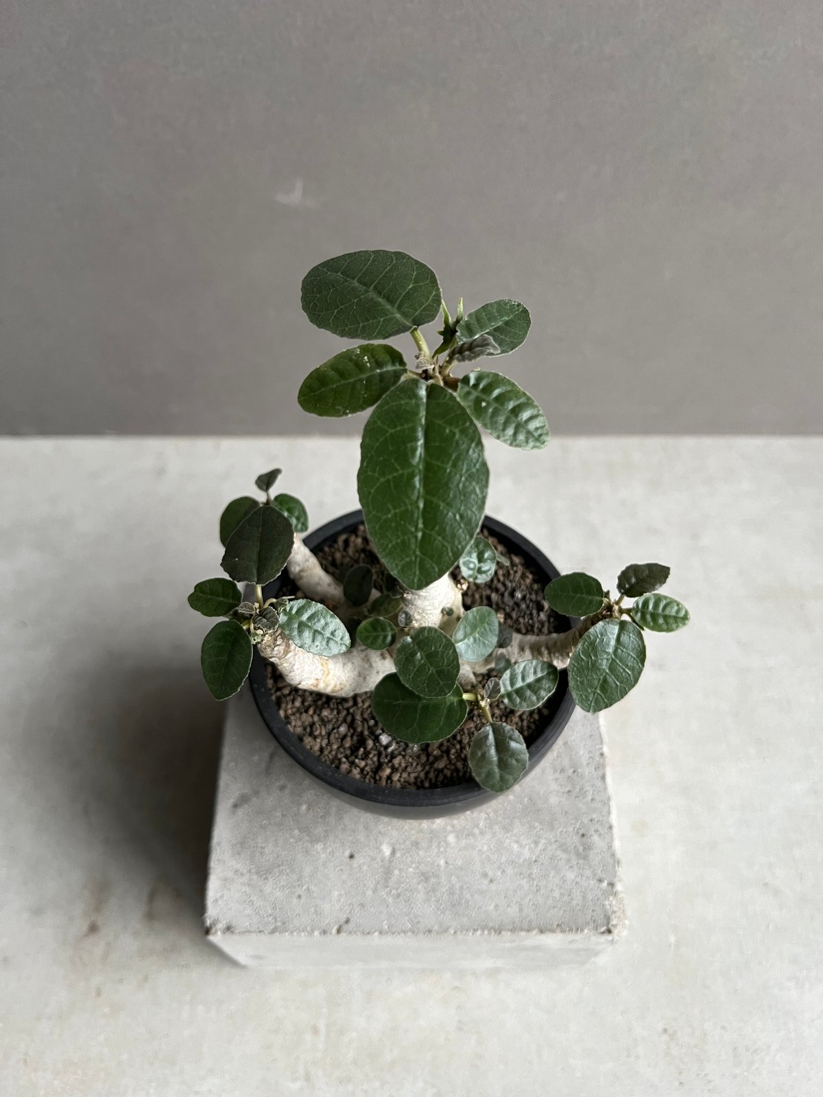 ドルステニア　フォエチダ isla del pescado - Dorstenia foetida-ドルステニア・フォエチダ