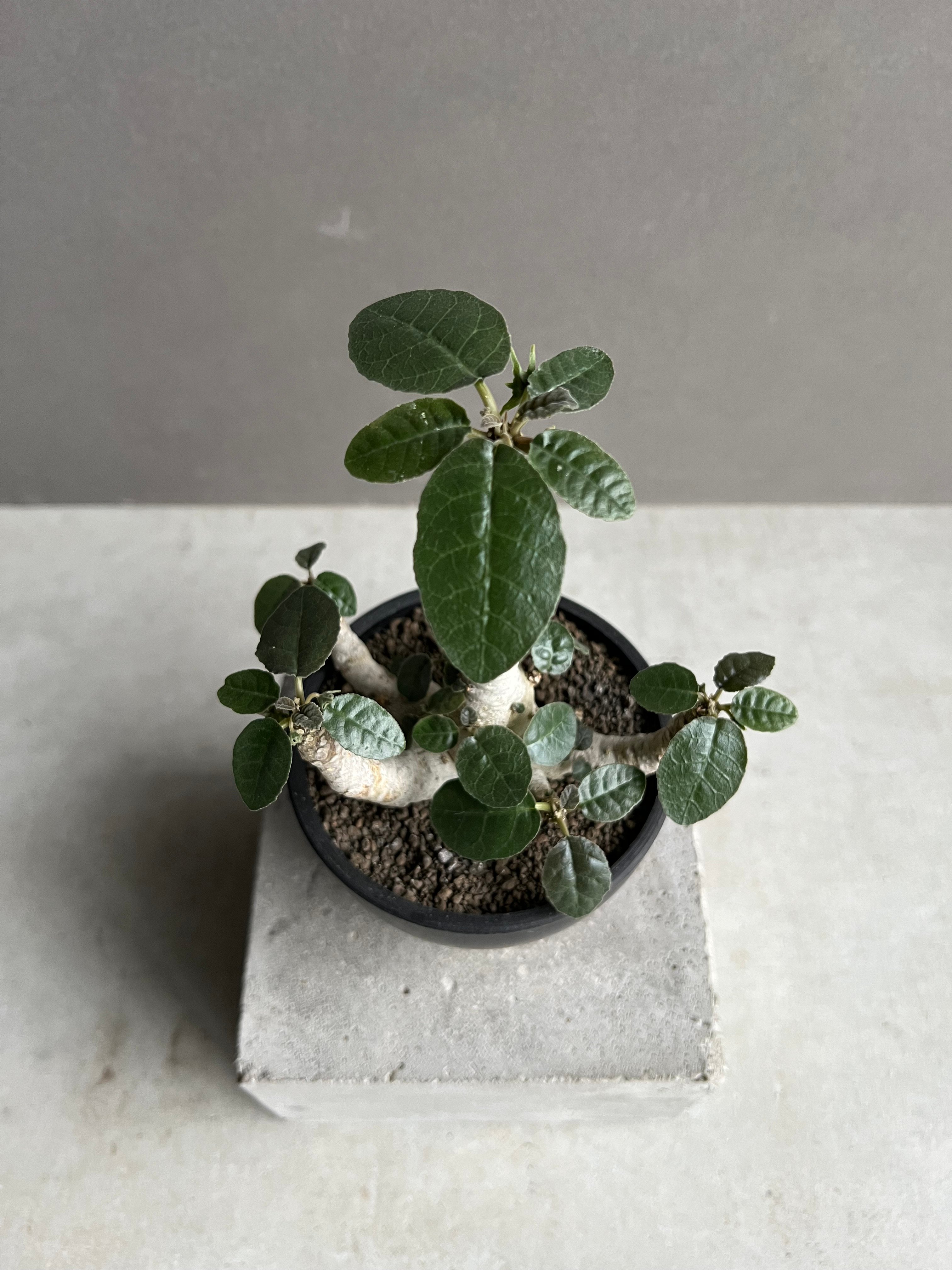 ドルステニア フォエチダ “多頭タイプ”「 Dorstenia foetida」50C | S