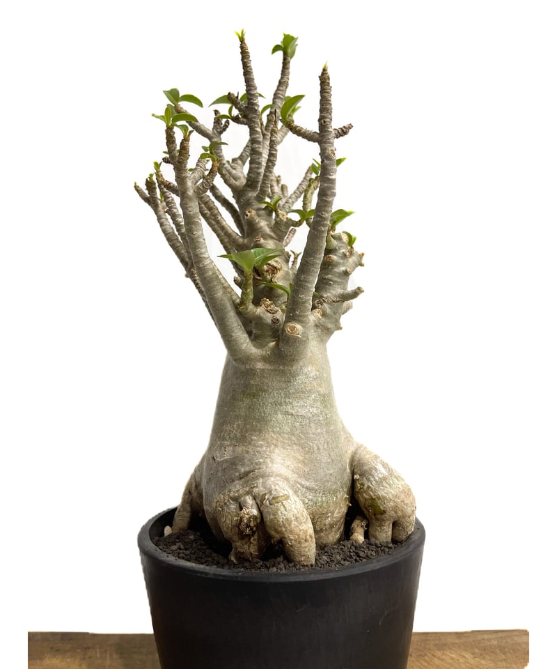 アデニウム タイ ソコトラナム(選抜個体)「Adenium Thai socotranum “