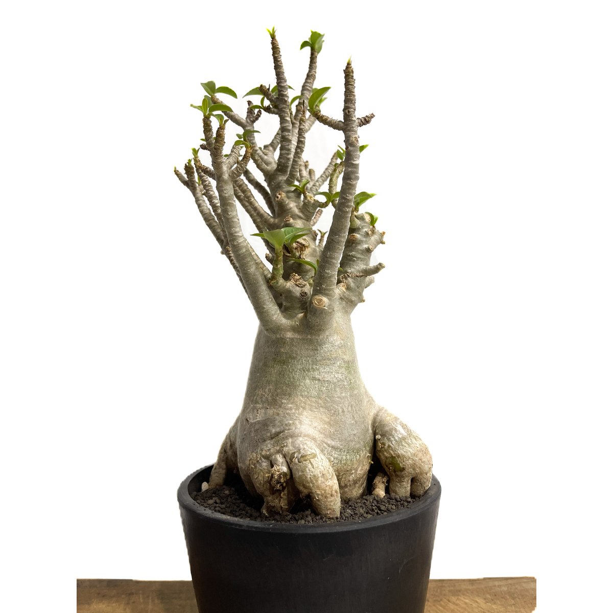 【極美株】アデニウム ソコトラナム 選抜株/ Adeniumsocotranu アデニウム タイ ソコトラナム(選抜個体)「Adenium Thai