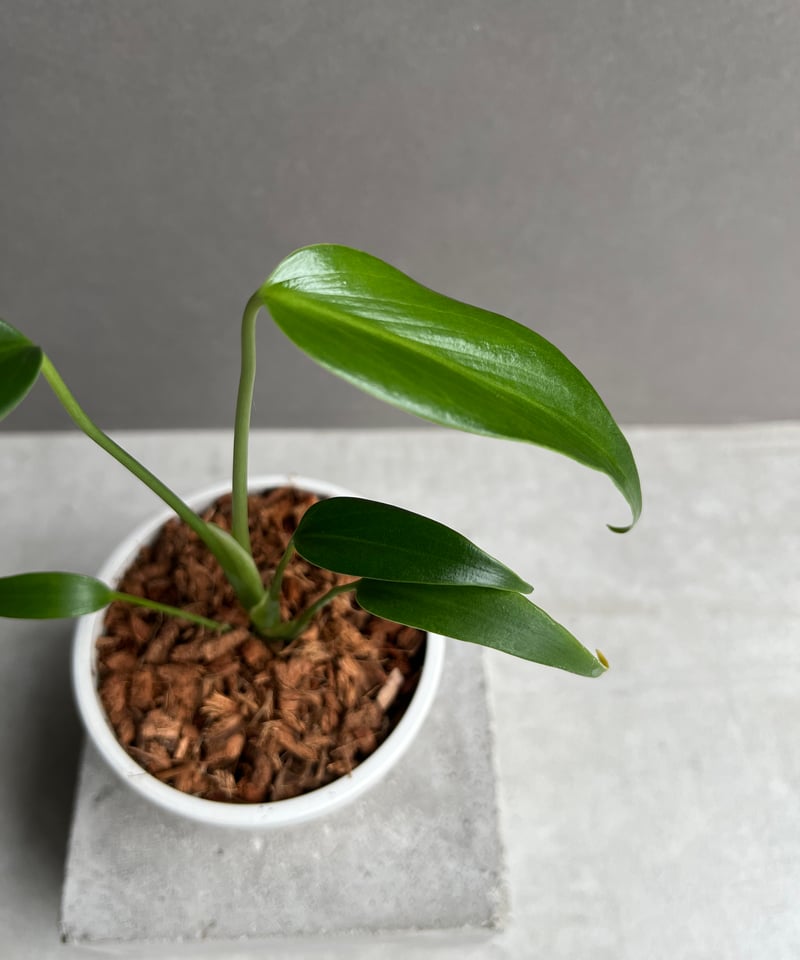 モンステラ バールマルクスフレーム 「Monstera burle marx's