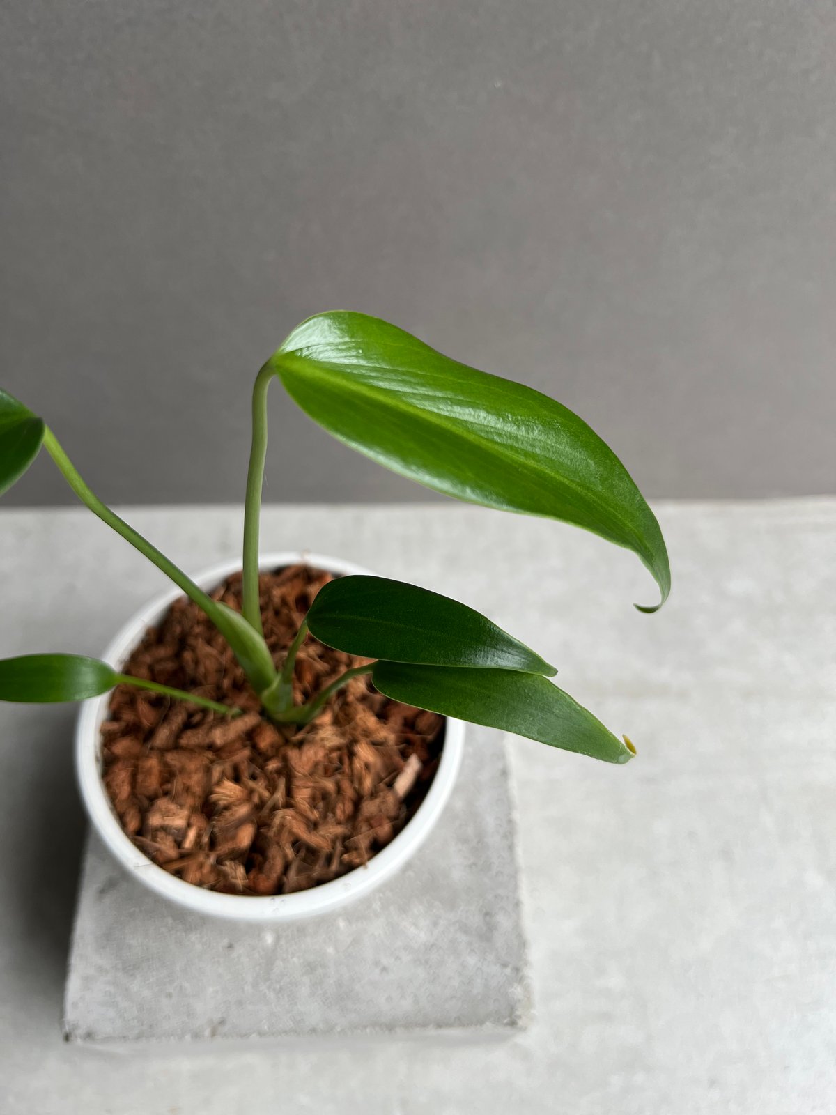 モンステラ バールマルクスフレーム 「Monstera burle marx's flame」