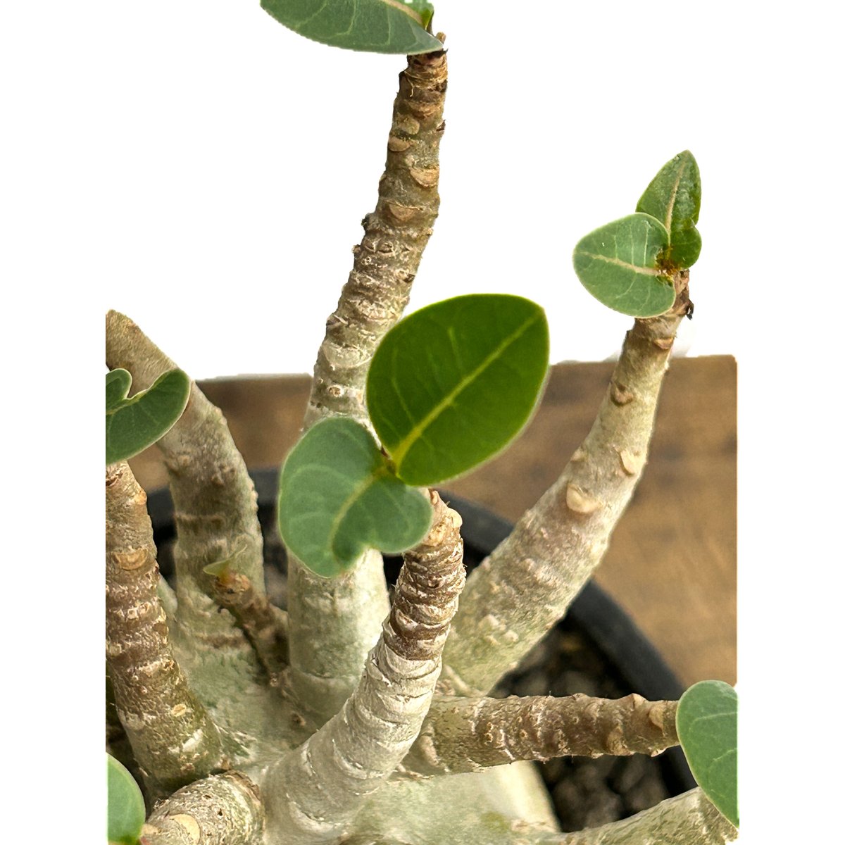 アデニウム スーパードワーフ 「Adenium super dwarf」3/9-133 | S