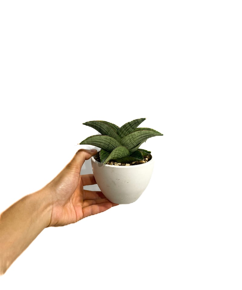 サンセベリア ホビット 「Sansevieria Hobbit」6/1-694 | SHOUC