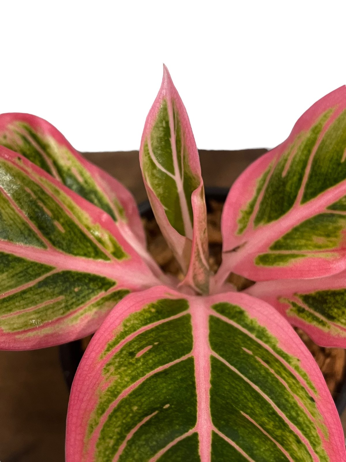 アグラオネマ ロータス デライト 「Aglaonema Lotus Delight 」81U