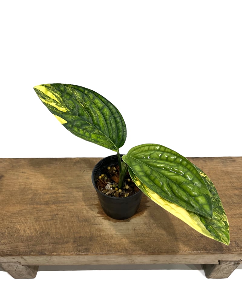モンステラ カルステニアナム (ペルー) 斑入 「Monstera Karstenianum