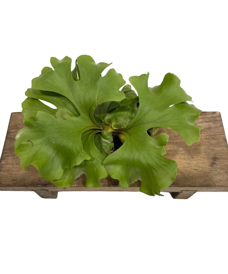 ビカクシダ リドレイ ワイドリーフ 「Platycerium ridleyi wide ビカクシダ リドレイ ワイドリーフ 「Platycerium ridleyi wide