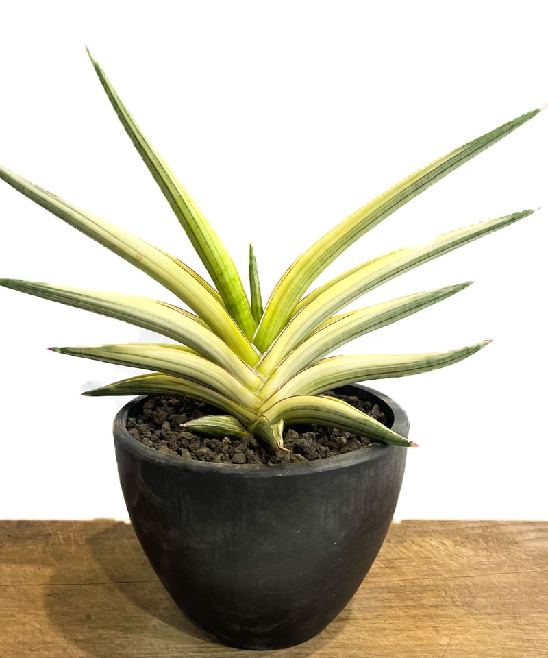 サンスベリア ダウンシー 斑入り サンセベリア sansevieria サンスベリア #サンセベリア #ダウンシー #斑入り #sansevieria