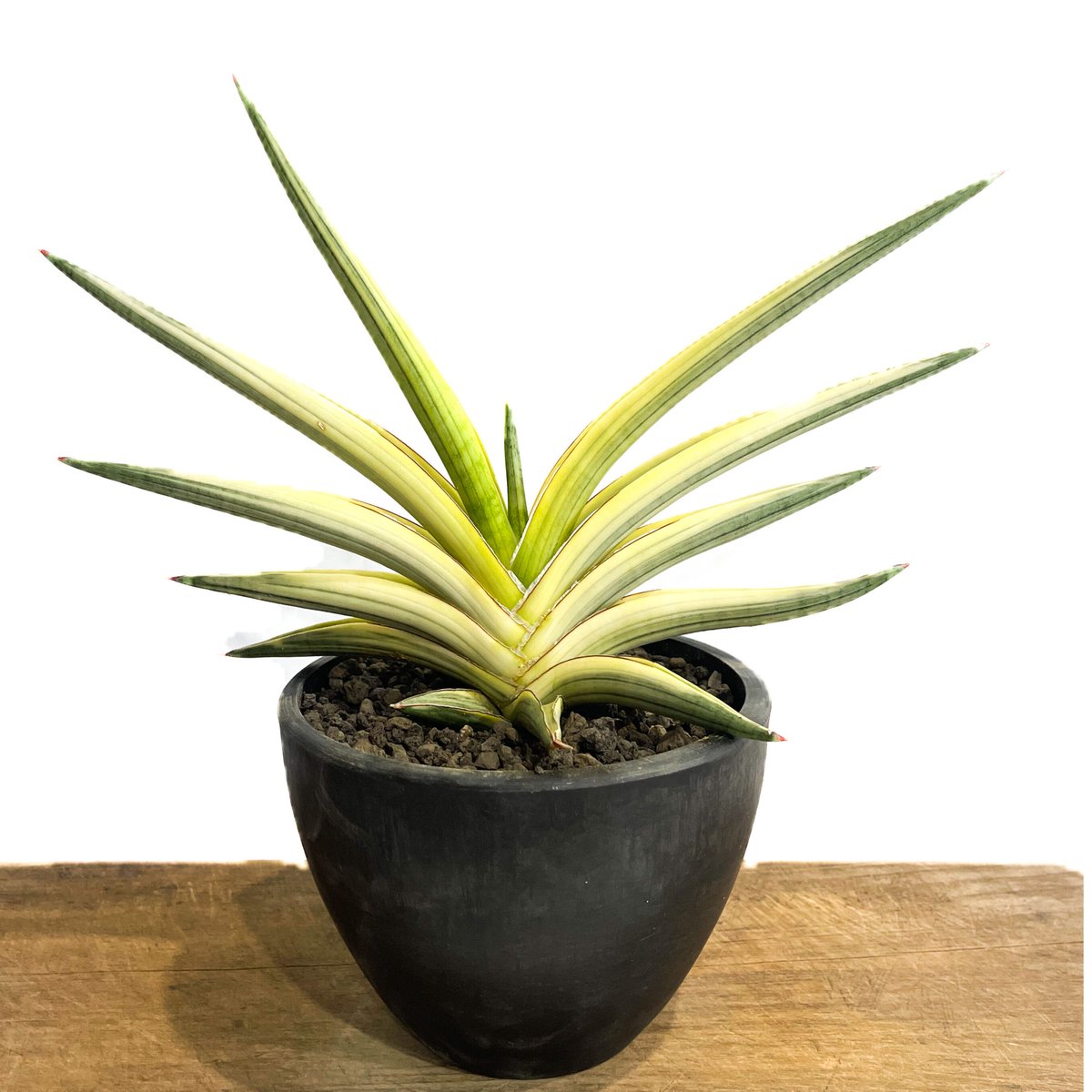 サンセベリア ロイヤルクラウン 斑入り「Sansevieria royal crown var
