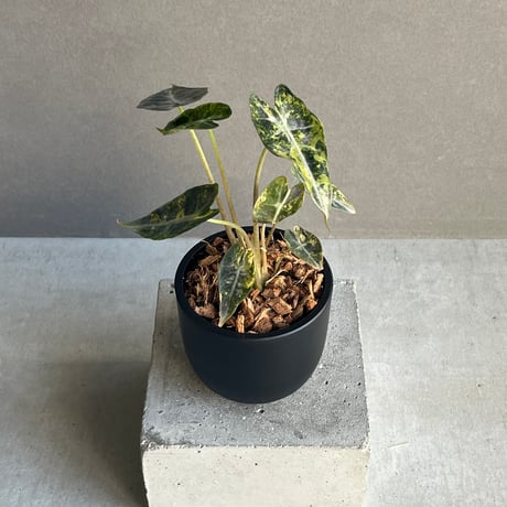 アロカシア | STORES