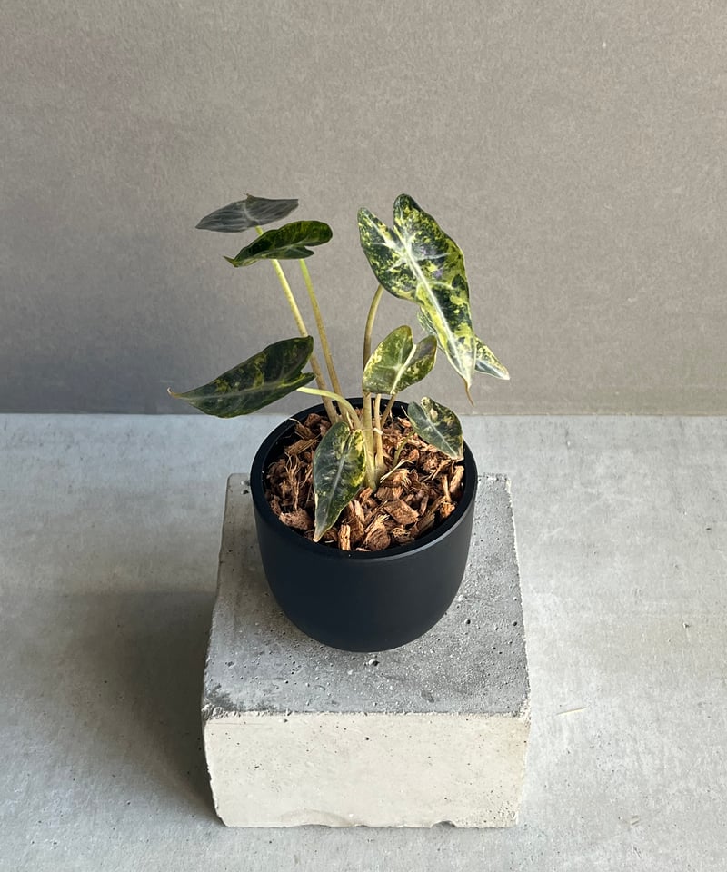 アロカシア バンビーノ イエロー 斑入 「Alocasia bambino Yellow Va