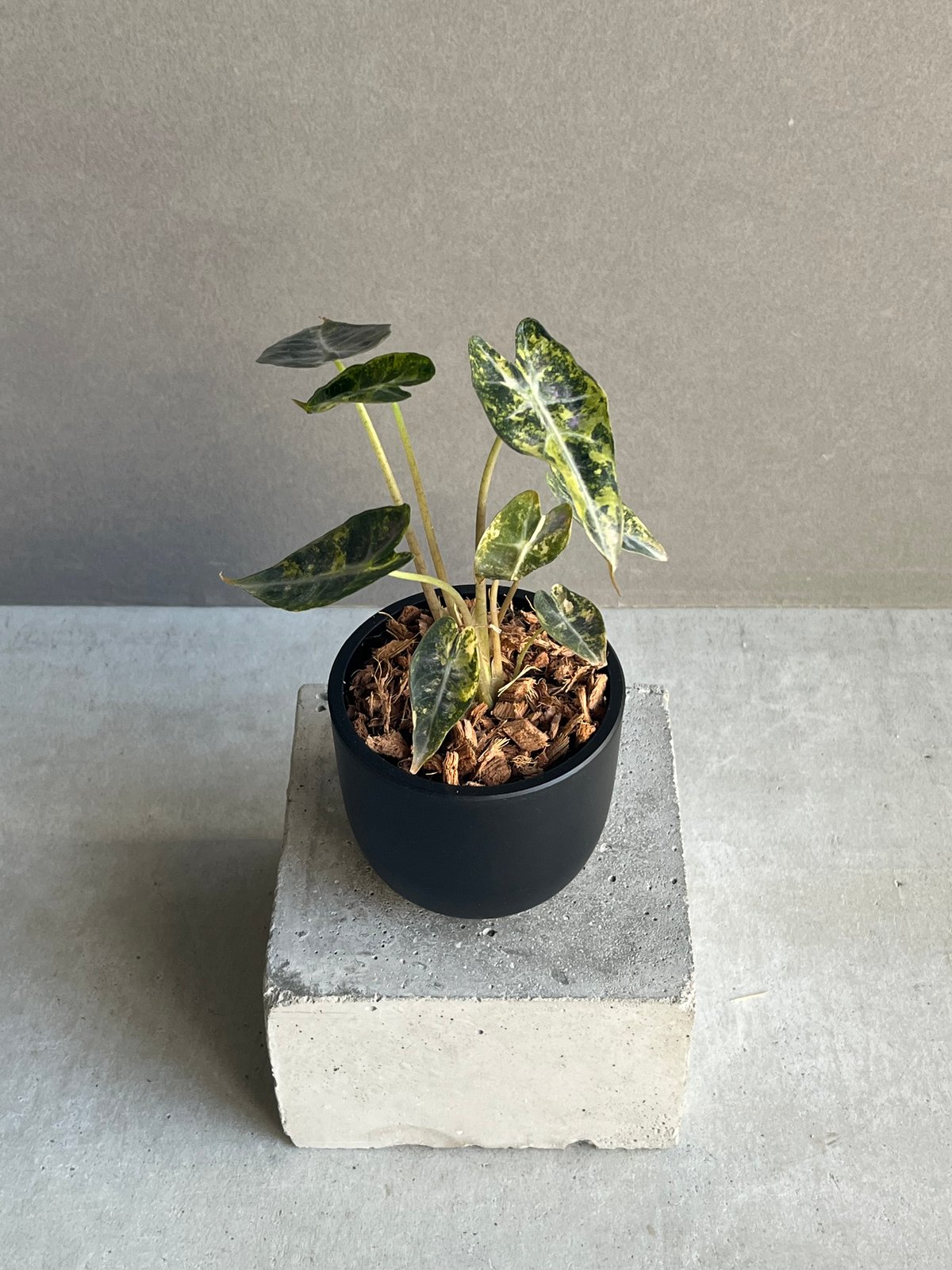 アロカシア バンビーノ イエロー 斑入 「Alocasia bambino Yellow Va